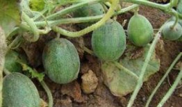 屎瓜葫芦的籽可以吃吗,揭秘可食用之谜