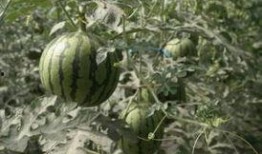 门后面吃瓜,一场意外的美食之旅