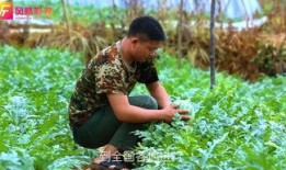 视频吃瓜黄料,一场网络狂欢背后的真相