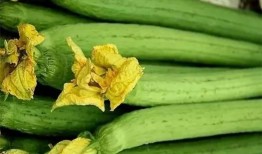 蒂瓜怎么吃,探索美味新境界