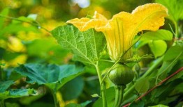 黄守瓜为何只吃瓜叶子,黄守瓜偏食瓜叶之谜探究