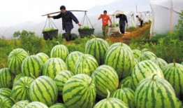 卖西瓜群众吃瓜,共享丰收喜悦