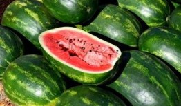 瓜仔菜可以吃吗怎么吃,美味与健康的完美结合