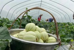 雪瓜怎么吃才好吃,解锁最佳食用技巧