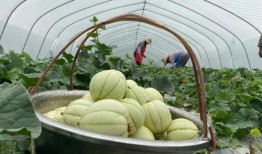 雪瓜怎么吃才好吃,解锁最佳食用技巧