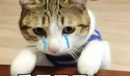 网红小视频吃瓜群,揭秘网络红人的幕后生活