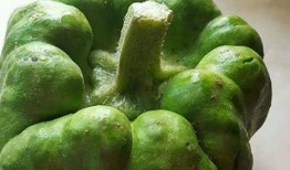 云南姜饼瓜怎么吃,传统美食的独特风味与食用指南