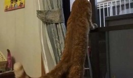 带你吃瓜猫手办,萌态可掬，趣味横生