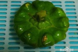 云南姜饼瓜怎么吃,传统美食的独特风味与食用指南