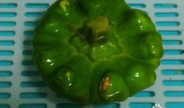 云南姜饼瓜怎么吃,传统美食的独特风味与食用指南