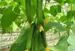 率土团建吃瓜,吃瓜群众视角下的权谋与智慧