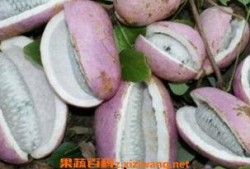 乌龟吃八月瓜,乌龟的八月瓜美食之旅