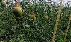 秦皇岛吃瓜大队在哪,揭秘瓜乡里的欢乐集结地