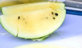 贴吧吃的瓜,那些让人垂涎欲滴的美食瓜