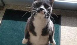 吃瓜蜜瓜的猫是什么猫啊,揭秘“吃瓜蜜瓜”的神秘猫咪品种