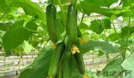 立秋吃瓜视频大全,跟随视频大全品味夏日余韵