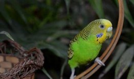 虎皮鹦鹉吃不吃瓜,揭秘它们对瓜类水果的喜爱程度