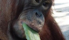 超级猩猩吃瓜视频,揭秘娱乐圈幕后故事