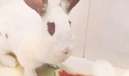 道具萌兔吃瓜,趣味横生的奇幻冒险之旅