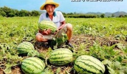 瓜农胖白白 吃瓜,吃瓜乐趣多，瓜香四溢话丰收