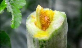 网红免费吃瓜群