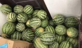 网红小视频吃瓜群,揭秘网络红人的幕后生活