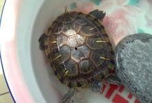 乌龟吃瓜文案简短,趣味横生