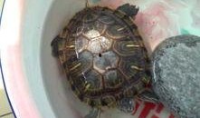 乌龟吃瓜文案简短,趣味横生