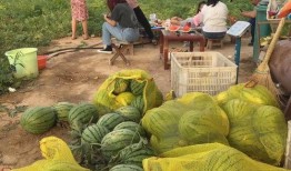 车友吃瓜,揭秘汽车圈那些不为人知的幕后故事