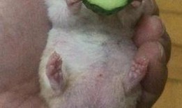 老王吃瓜密码,揭秘网络热点的背后真相