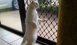 吃瓜蜜瓜的猫是什么猫啊,揭秘“吃瓜蜜瓜”的神秘猫咪品种