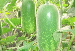 被吃瓜怎么办,巧妙化解网络舆论风波