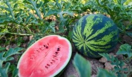 夏天来了怎么吃瓜