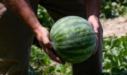 所有人 吃瓜,揭秘娱乐圈的幕后故事