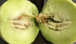 怀孕吃月露蜜瓜