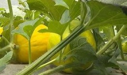 月月带你吃瓜,尽享味蕾盛宴