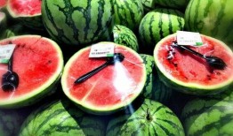 小撒瓜吃西瓜,小撒瓜的甜蜜西瓜之旅