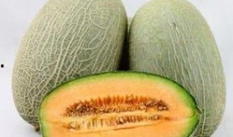 鲤鱼吃哈密瓜,鲤鱼与哈密瓜的奇妙邂逅