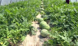 青州最新吃瓜消息视频,揭秘视频背后的惊人真相