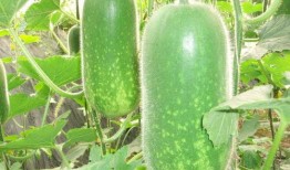 12.11吃瓜,娱乐圈幕后真相曝光