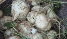 土瓜图片怎么吃