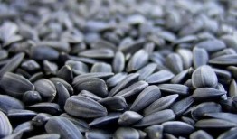 吃瓜和瓜子视频,瓜子视频带你领略娱乐盛宴