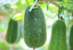 吃瓜收集库,揭秘娱乐圈幕后真相