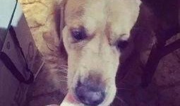 瓜头狗可以吃吗