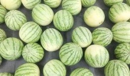 不想再吃瓜了,拒绝八卦，拥抱宁静生活