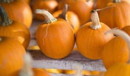 白吊瓜立春可以吃吗