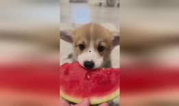 在线吃瓜的颜狗,揭秘娱乐圈颜值担当