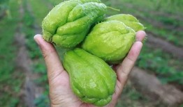 非你莫属吃瓜