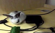 道具萌兔吃瓜,趣味横生的奇幻冒险之旅