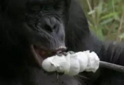 超级猩猩吃瓜视频,揭秘娱乐圈幕后故事
